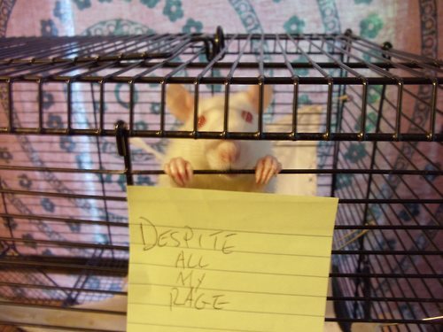 rat in a cage.jpg